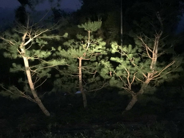 嘉義梅山鄉樹木修剪，嘉義梅山鄉五葉松修剪