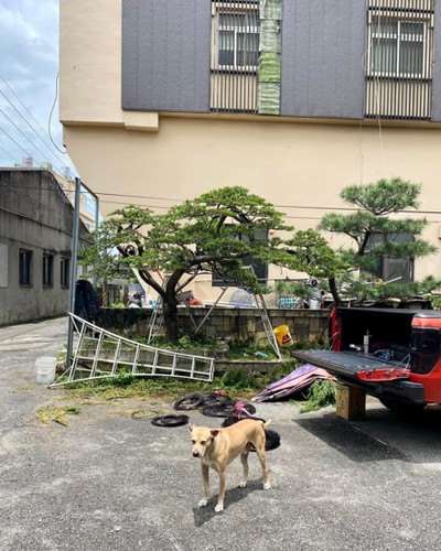 嘉義樹木修剪, 嘉義五葉松修剪, 嘉義五葉松整枝, 嘉義五葉松雕塑