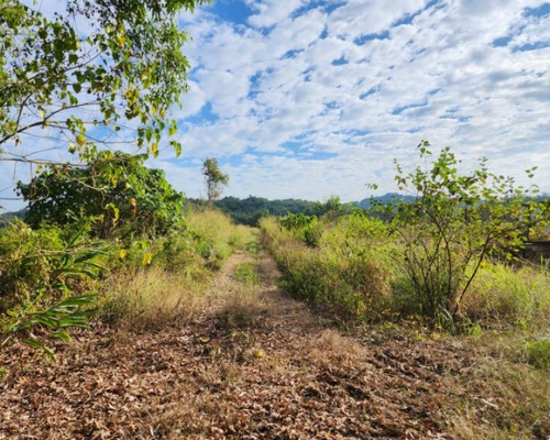 嘉義除草整地, 嘉義樹木修剪, 嘉義割草, 嘉義庭園維護, 嘉義園藝景觀設計