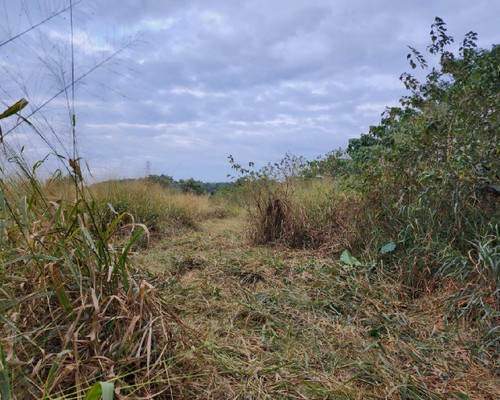 嘉義除草整地, 嘉義樹木修剪, 嘉義割草, 嘉義庭園維護, 嘉義園藝景觀設計