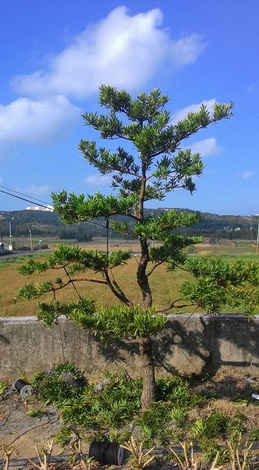 嘉義朴子市樹木修剪，嘉義朴子市松柏修剪