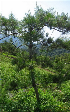 嘉義梅山鄉樹木修剪，嘉義梅山鄉松柏修剪