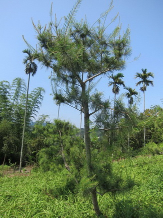 嘉義東石鄉樹木修剪，嘉義東石鄉松柏修剪