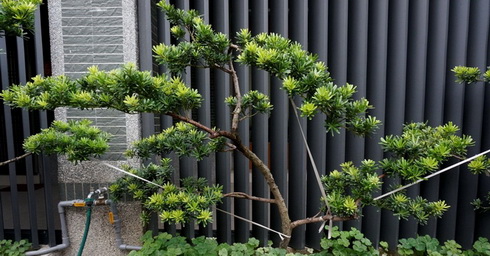 嘉義東石割草, 嘉義東石除草